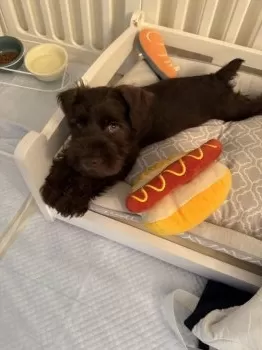 K.S 様のお迎えした子犬