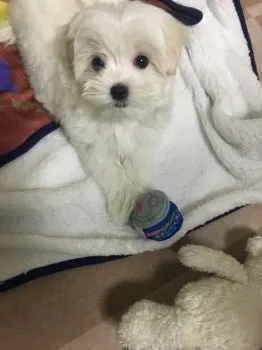 たたみ 様のお迎えした子犬