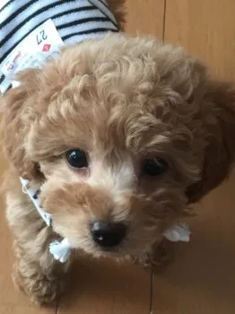 めるちゃん 様のお迎えした子犬