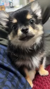 柿の種 様のお迎えした子犬