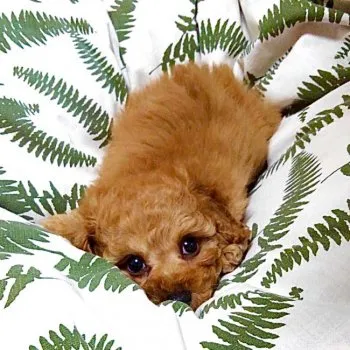 J.K 様のお迎えした子犬