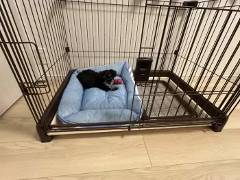 K.M 様のお迎えした子犬