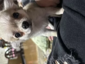 S.T 様のお迎えした子犬