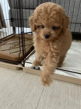 かなさん 様のお迎えした子犬