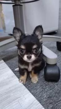 クーちゃんママ 様のお迎えした子犬