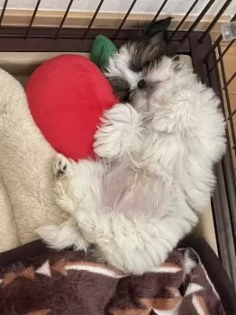 あいにゃん 様のお迎えした子犬