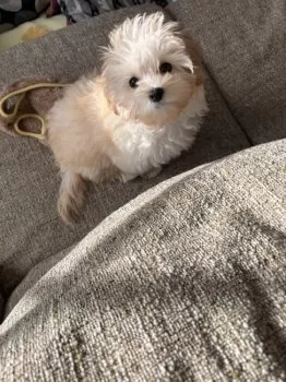 ちゃちゃmama 様のお迎えした子犬