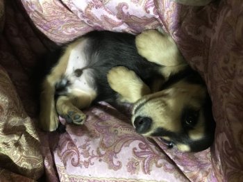 ミニチュアダックスフンドの子犬をお迎えいただいたお客様の声 口コミ 評判 全2 921件中 631 660件目を表示 みんなのブリーダー みんなのブリーダー ミニチュアダックスフンドの子犬をお迎えいただいたお客様の声 口コミ 評判 全2 921件中 631 660件目を表示 みんなのブリーダー みんなのブリーダー