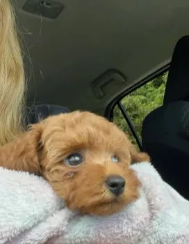 シェリーメイ 様のお迎えした子犬