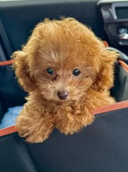 K.C 様のお迎えした子犬