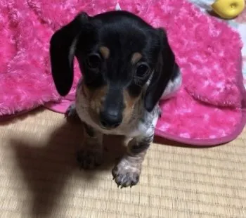 あこ 様のお迎えした子犬