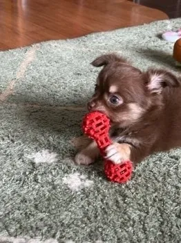 チョコ 様のお迎えした子犬