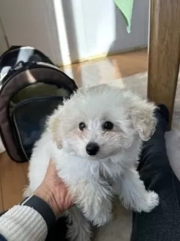なりピー 様のお迎えした子犬