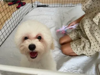 T.I 様のお迎えした子犬