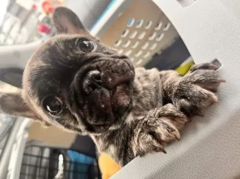 H.S 様のお迎えした子犬