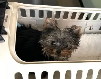 MK 様のお迎えした子犬