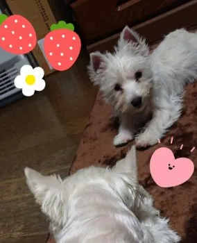 白犬家族 様のお迎えした子犬