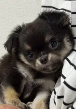 Tac 様のお迎えした子犬