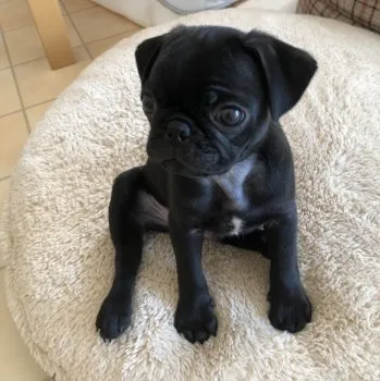 ぽん 様のお迎えした子犬