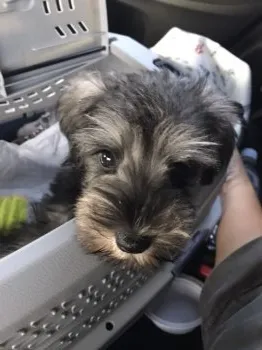 H.T 様のお迎えした子犬