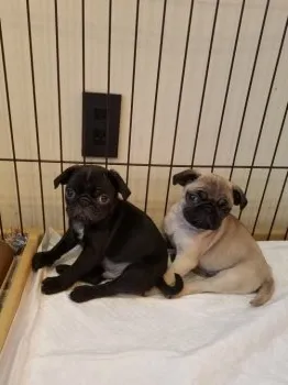 佐藤 様のお迎えした子犬