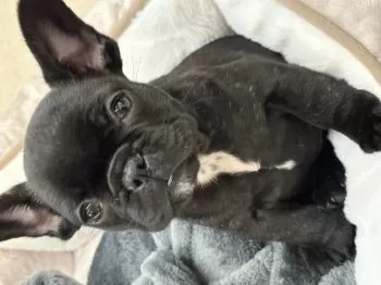 hiromix 様のお迎えした子犬
