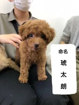 もんもん 様のお迎えした子犬