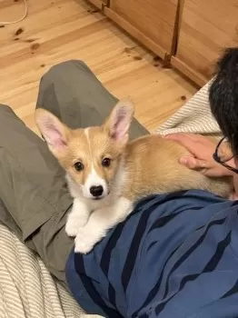 Hitomitchy 様のお迎えした子犬