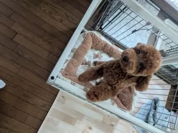 Sue 様のお迎えした子犬