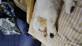 T.K 様のお迎えした子犬