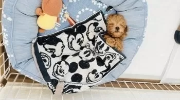 R.T 様のお迎えした子犬