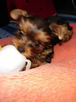 れんぽよ 様のお迎えした子犬