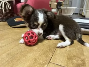 H.O 様のお迎えした子犬