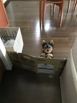 りえぞう 様のお迎えした子犬