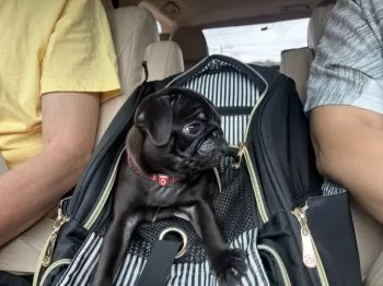 ちー 様のお迎えした子犬