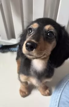 H.N 様のお迎えした子犬