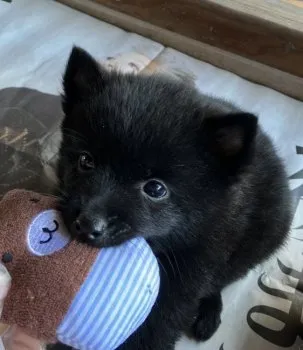 M・K 様のお迎えした子犬