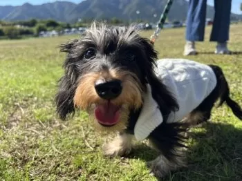 FY 様のお迎えした子犬