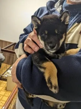 よし 様のお迎えした子犬