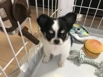 J.Y 様のお迎えした子犬