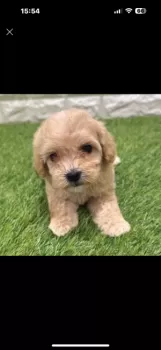 S.T 様のお迎えした子犬
