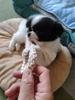 モリリン 様のお迎えした子犬