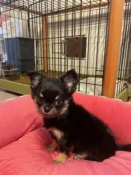 みぃ 様のお迎えした子犬