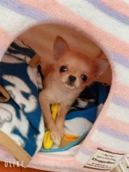 はや 様のお迎えした子犬