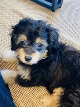 K.S 様のお迎えした子犬