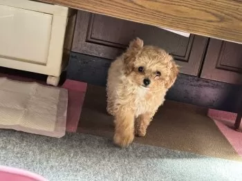 S.T 様のお迎えした子犬