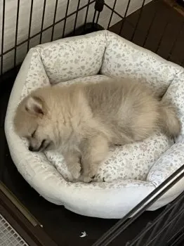 ラナママ 様のお迎えした子犬