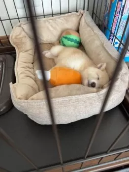 E.K 様のお迎えした子犬