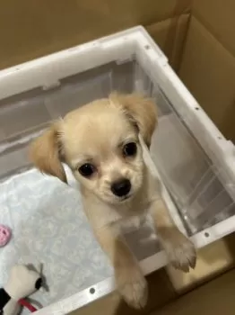 N 様のお迎えした子犬