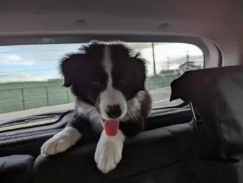 onelove 様のお迎えした子犬